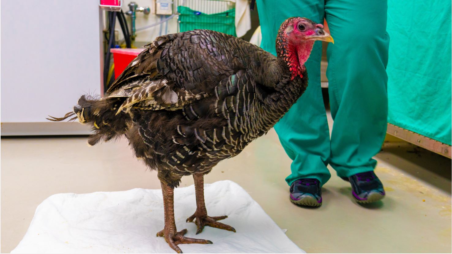 Wild turkey patient has reason for gratitude Cornell University